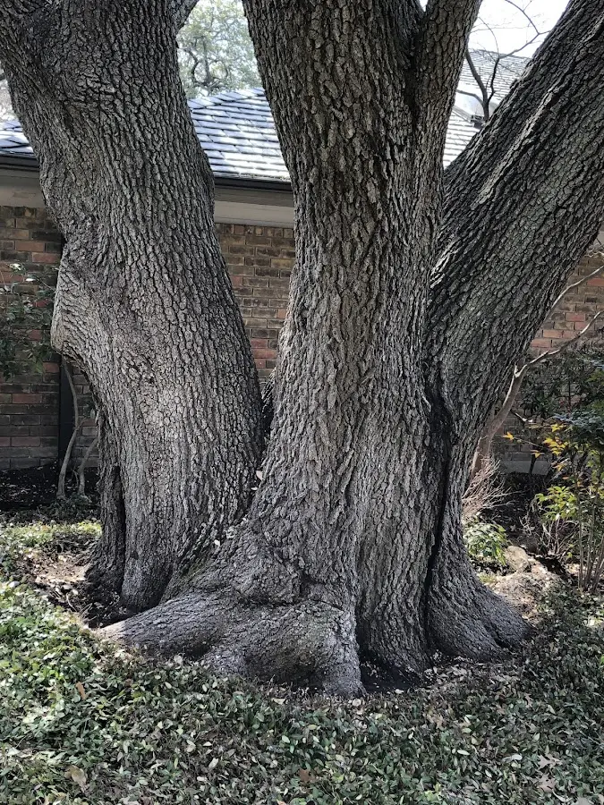 Mature heritage tree close to a South Charleston property cared for by certified arborists